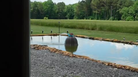 A Different Breed Of Turtle Or Is It Tortoiseshell Or Tortoise Shell? Pond Fixture Touch Up 2X