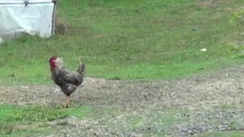 hen