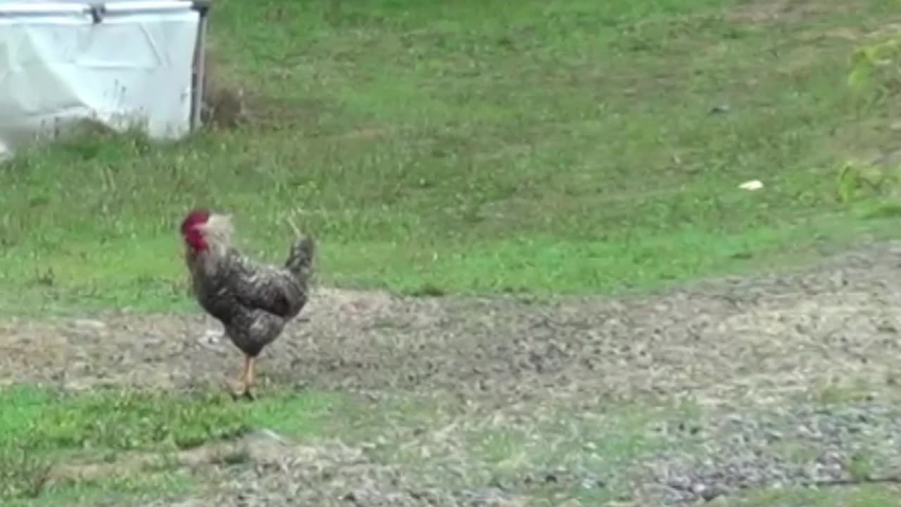 hen