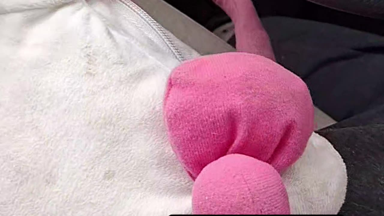 Sneaky Girl's Gat In The Cat