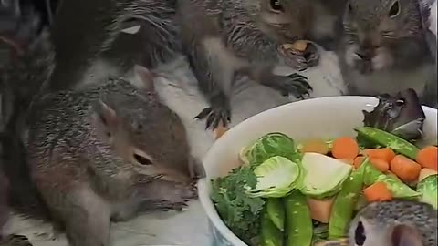 My little pets