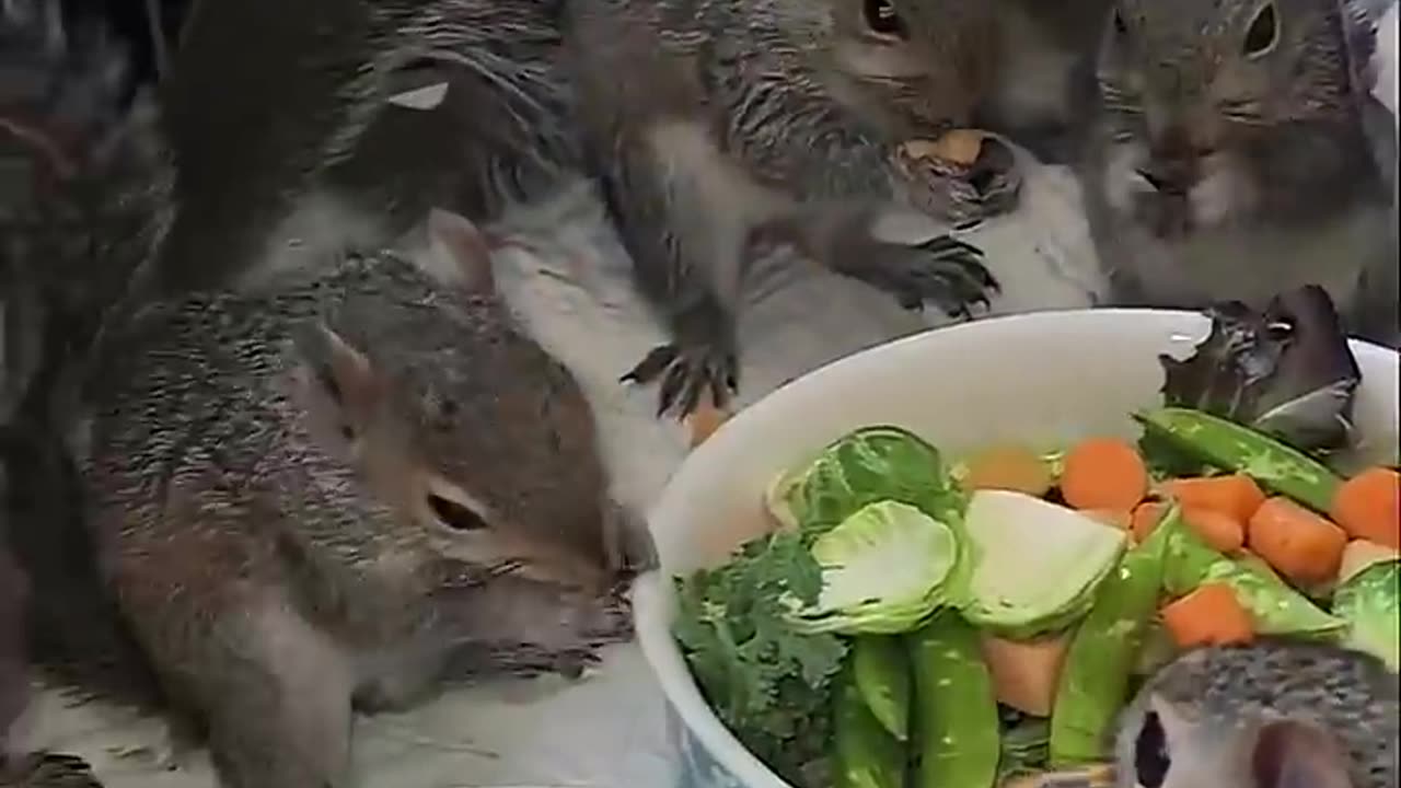 My little pets