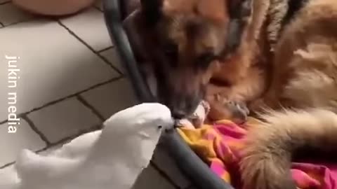 funny animal
