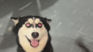 😂🐶 Cat's Eyes Light Up When It Wants the Ball! | FunFM