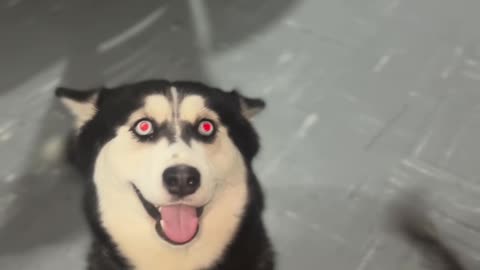 😂🐶 Cat's Eyes Light Up When It Wants the Ball! | FunFM