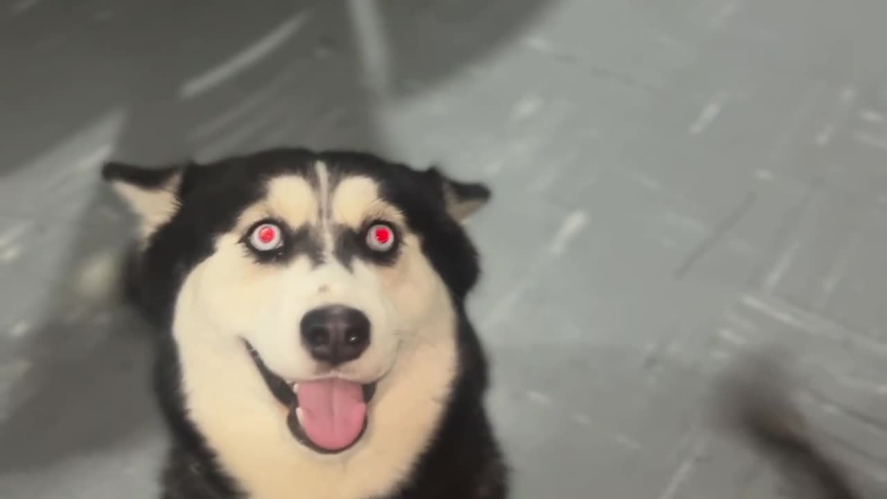 😂🐶 Cat's Eyes Light Up When It Wants the Ball! | FunFM