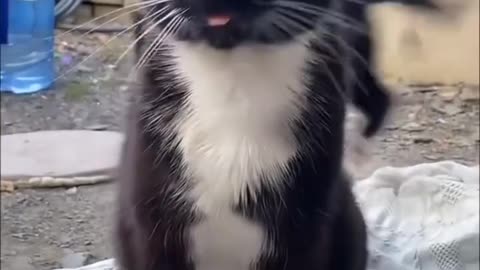 Funny Animals