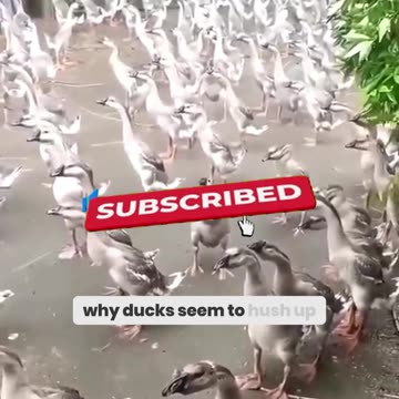 The Shocking Reason Ducks Go Silent in the Rain!