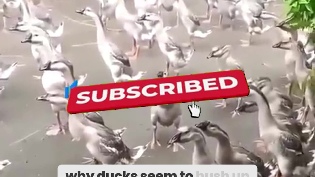 The Shocking Reason Ducks Go Silent in the Rain!