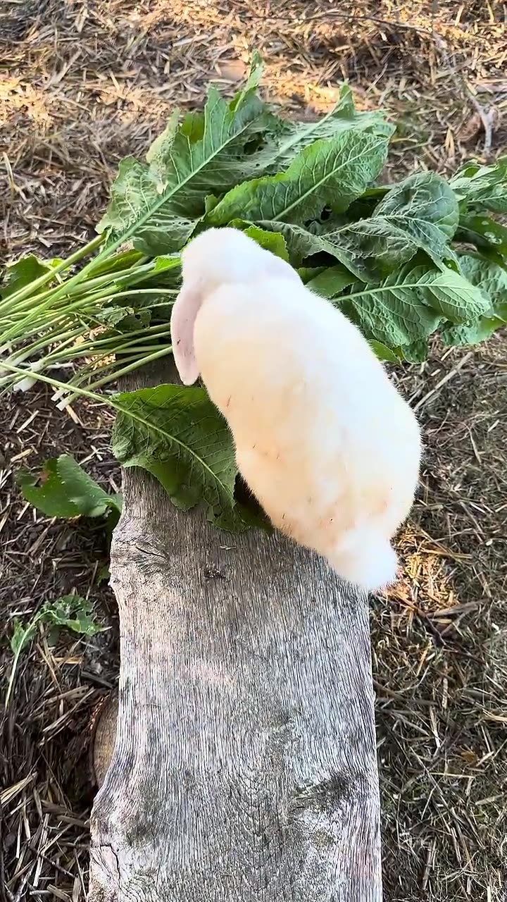 den här kaninungen är ren kärlek