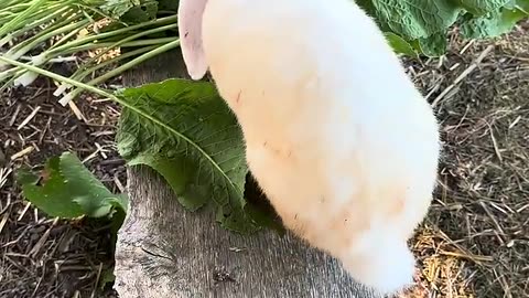 den här kaninungen är ren kärlek