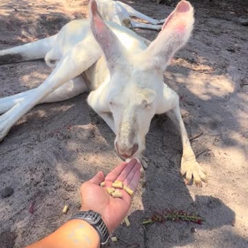White Australian kangaroo