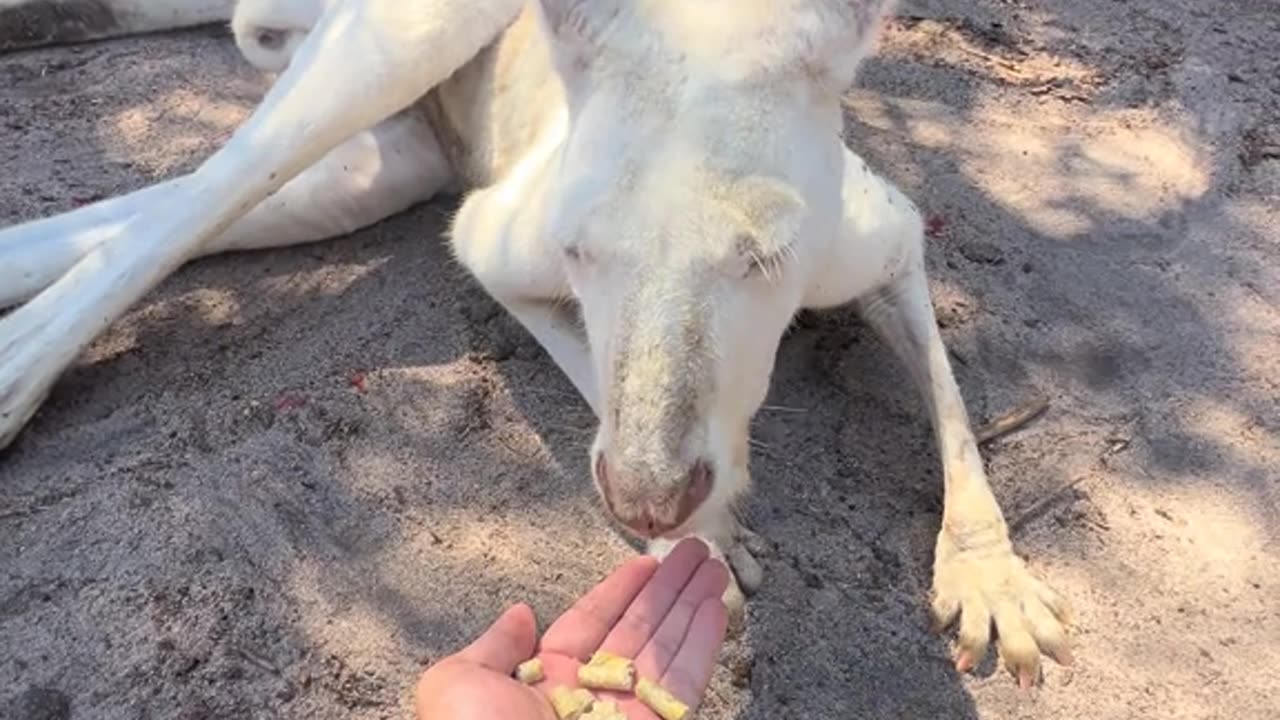 White Australian kangaroo