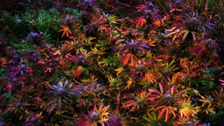 PEACE News & Views Ep199 with guest Danielle Cooper