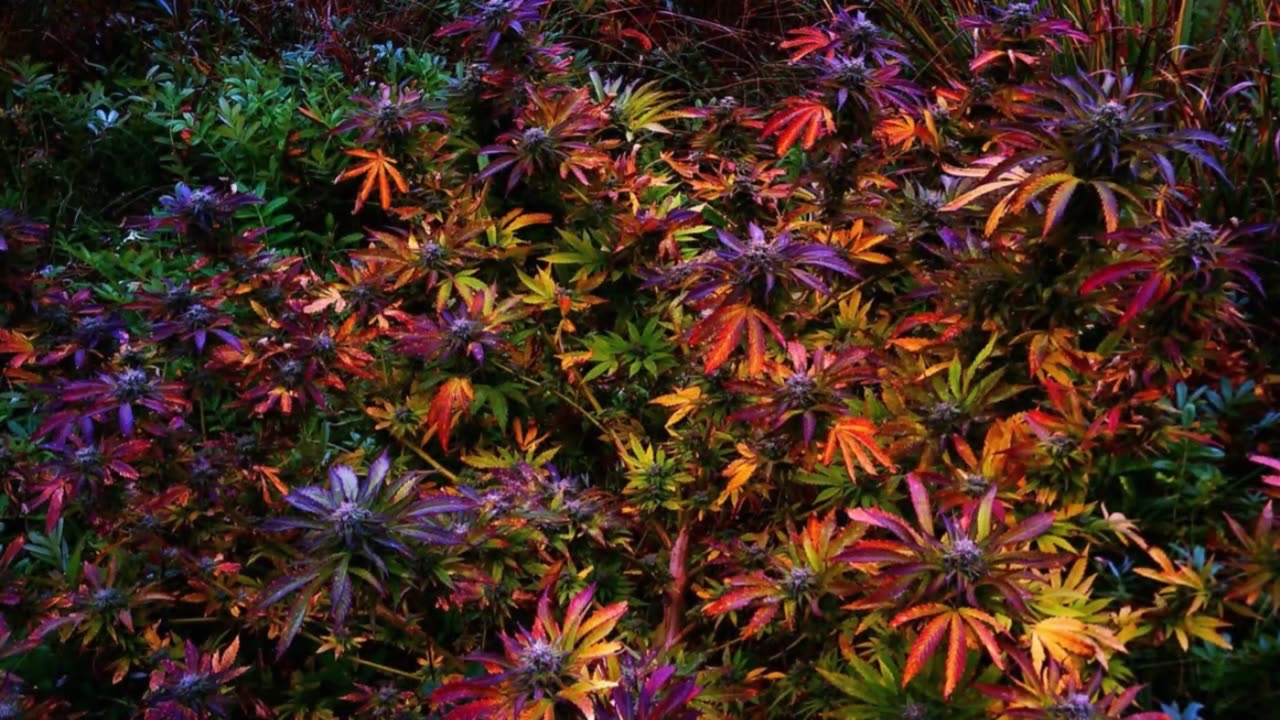 PEACE News & Views Ep199 with guest Danielle Cooper