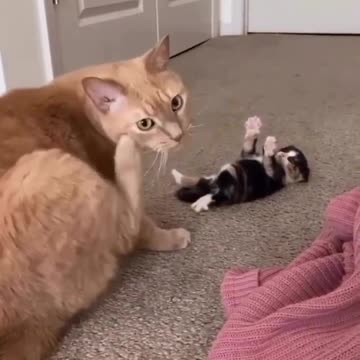 Hey, why didn’t you pick me up ? 😒