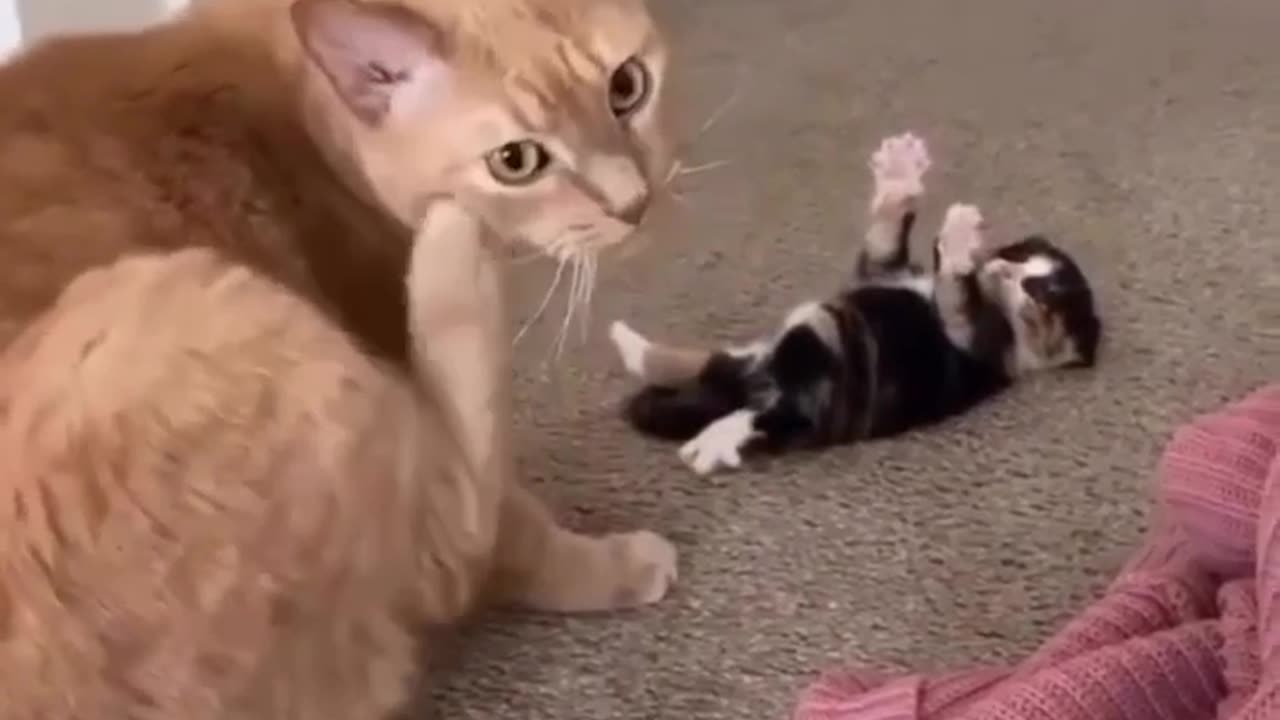 Hey, why didn’t you pick me up ? 😒