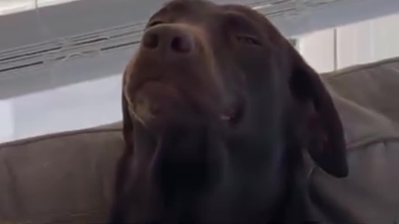 How not to care doggy