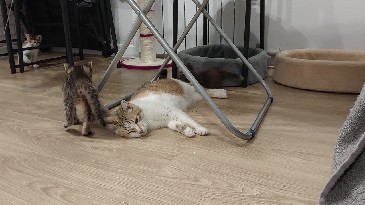 Tired Momma Cat Takes Break From Kittens