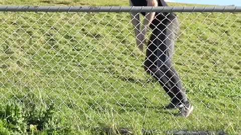 How Animals Get Over a Fence 😂 - Funny Sounds