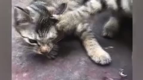 #Funnycats #cats