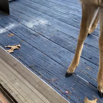 Deer in USA 🇺🇸