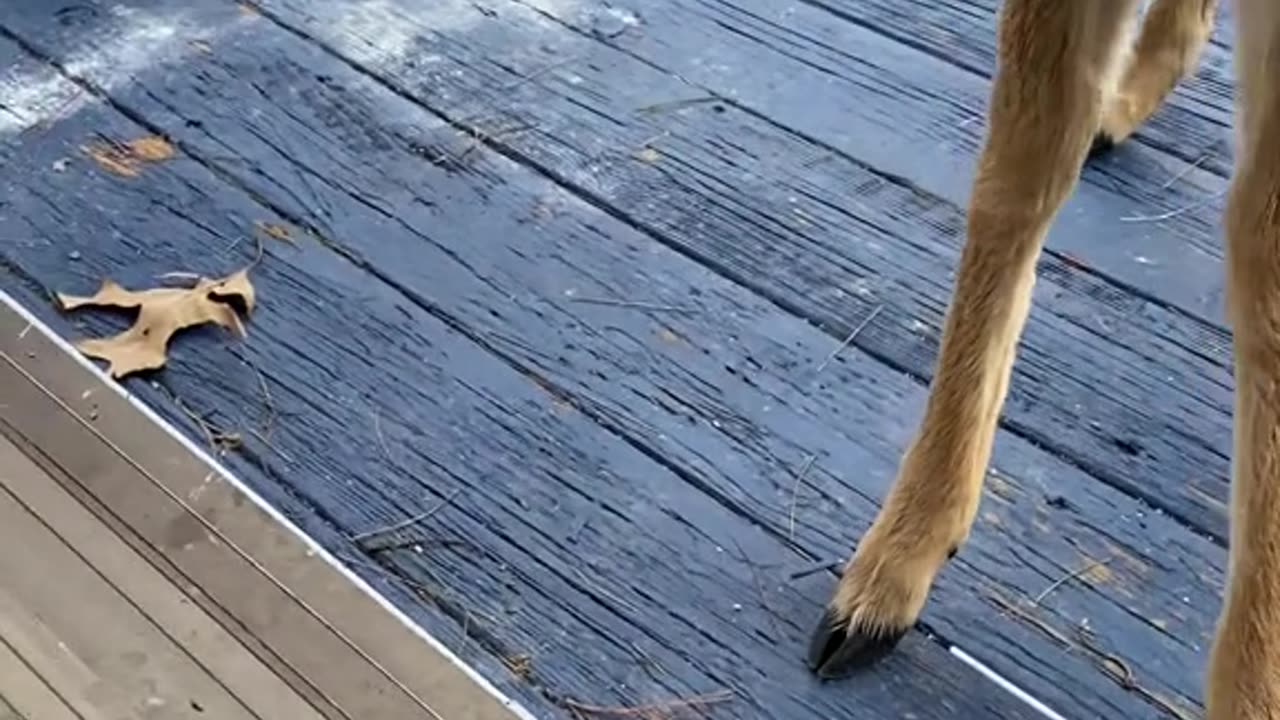Deer in USA 🇺🇸