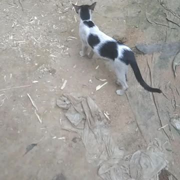 real cat is real funny sound