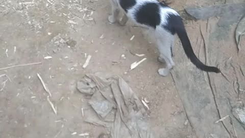 real cat is real funny sound