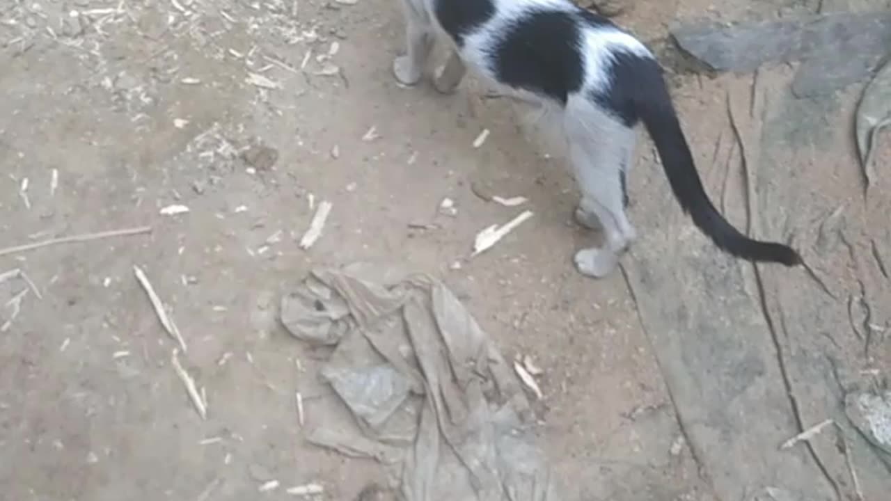 real cat is real funny sound