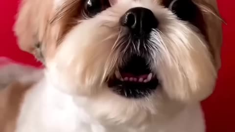 Cutest Puppy Ever! 🐶 Heart-Melting Moments | #shorts #doglover