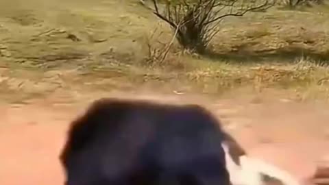 Cute & Funny