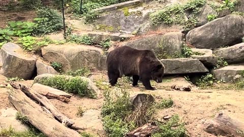 2 Bears