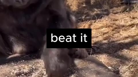 Monkey vs The Bug: The fight for food