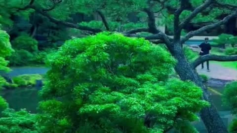 A Walk Through Serenity: Discovering Japanese Garden Beauty 🌳🌸