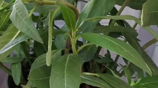 Milkweed and monarch eggs
