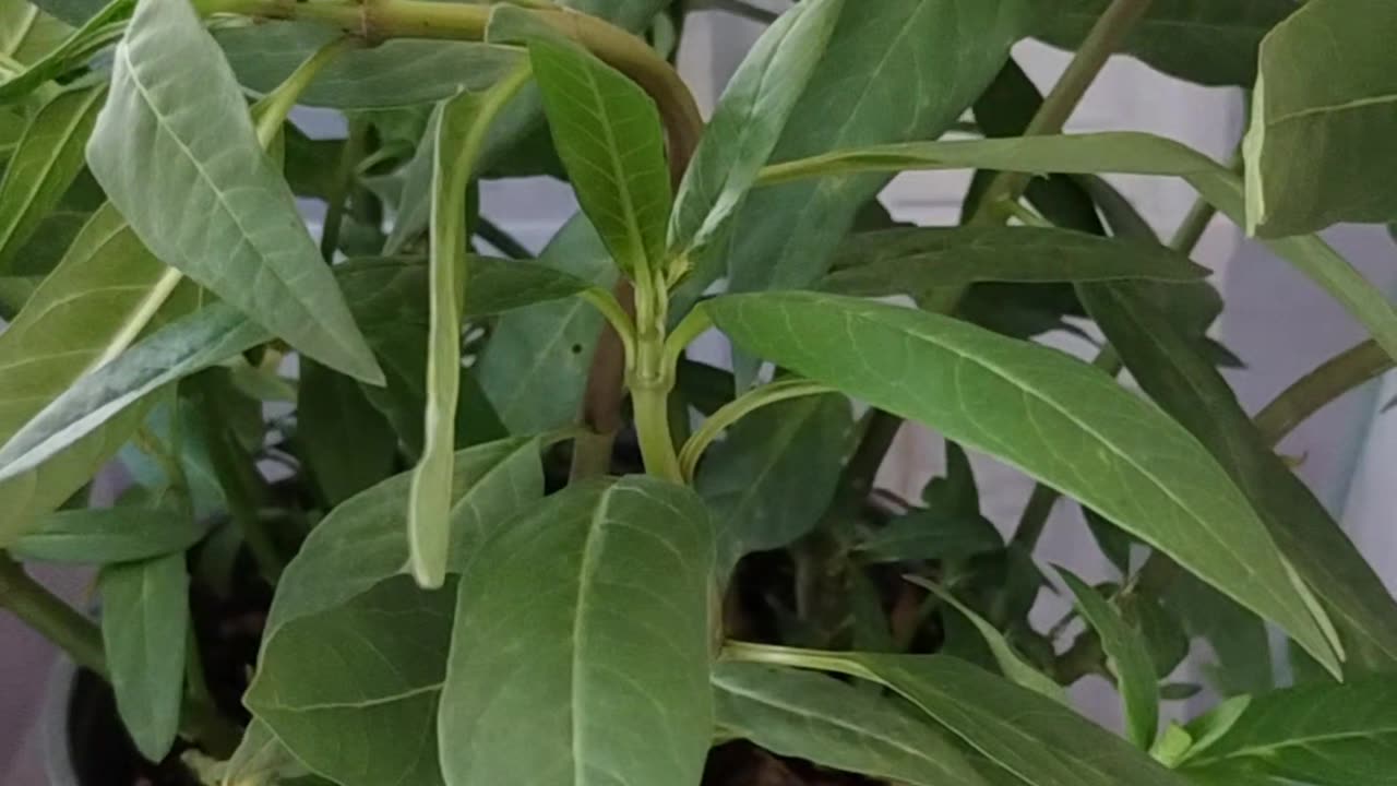 Milkweed and monarch eggs