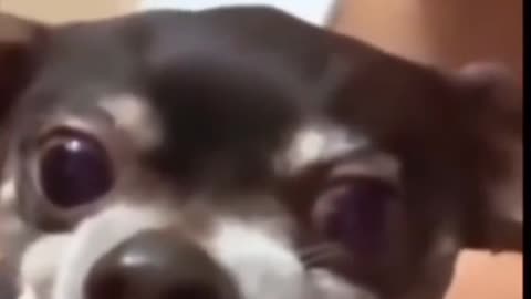 Dog's Comedy Videos 🤣 so cute videos 😍 funny videos 🤣