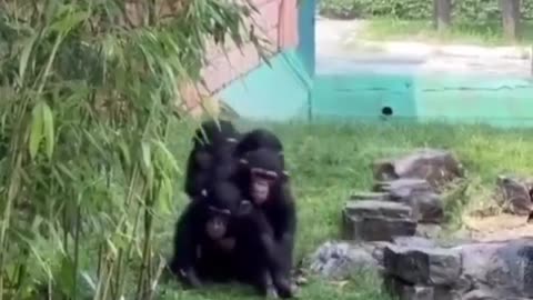 Chimp train.. 😅