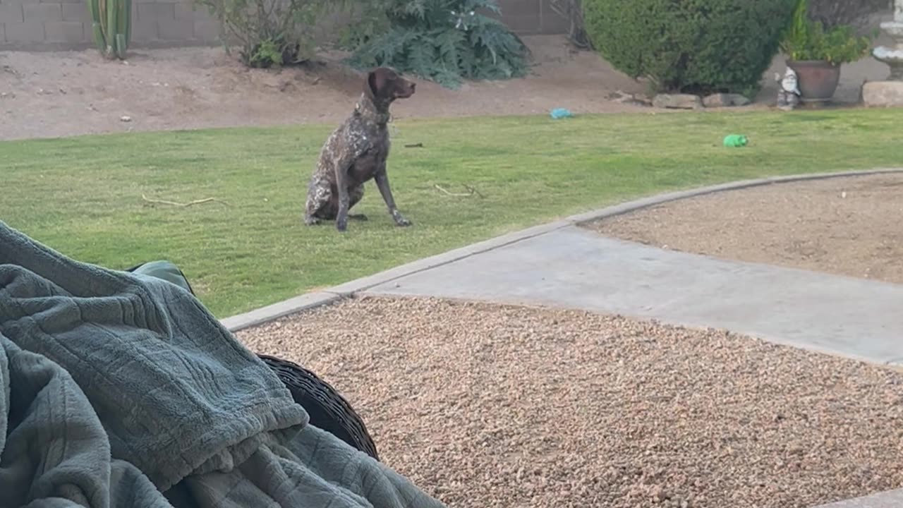 Bird Dog Is Unbothered by Bird's Taunts