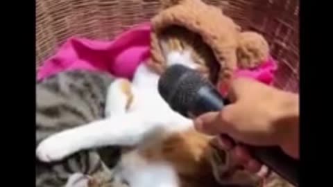 funny cats/dogs clip