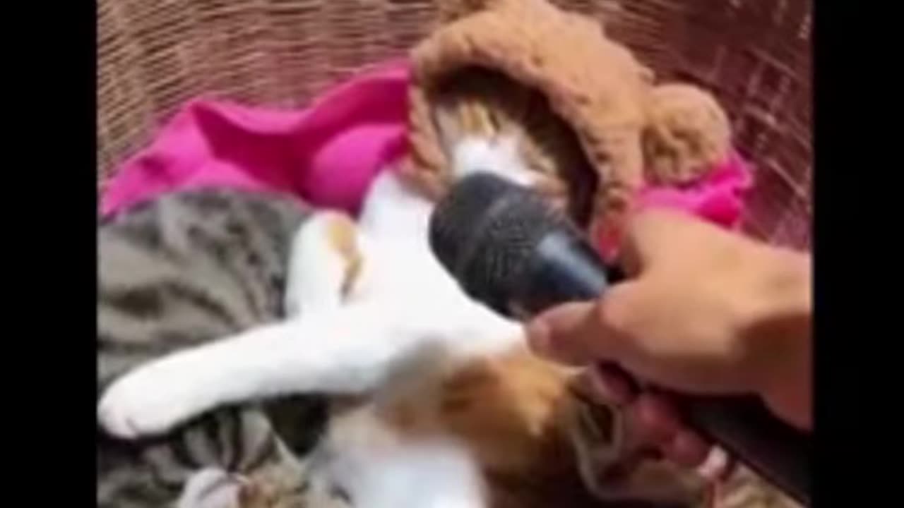 funny cats/dogs clip