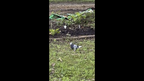 Neighbors Homing Pigeon 🐦