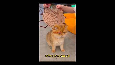 "When a Kitten Wears a Cockroach Costume… You Won’t Believe What Happened!" #cat
