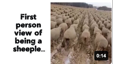 First person view of being a sheeple…