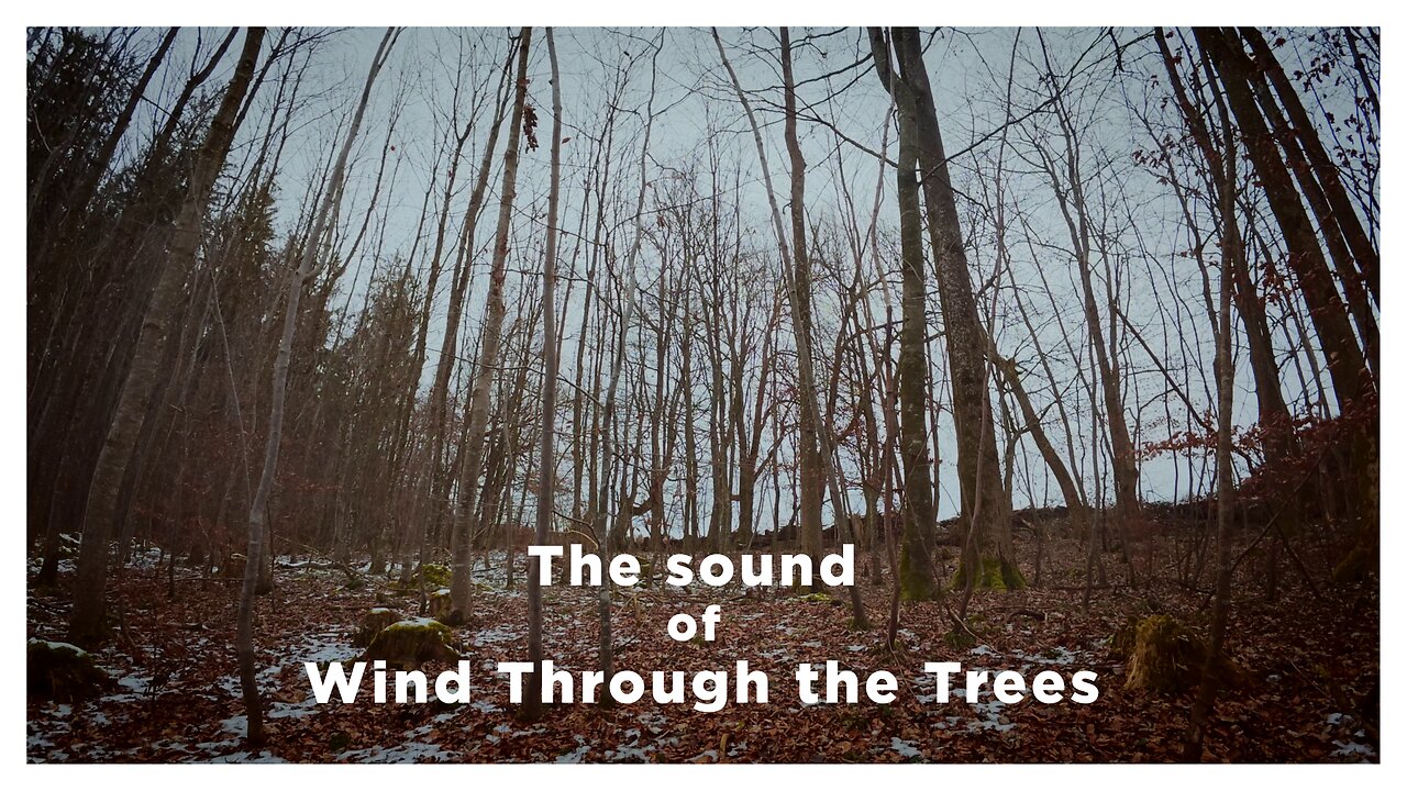 The Sound of Wind in a Winter Forest – Relaxing Atmosphere