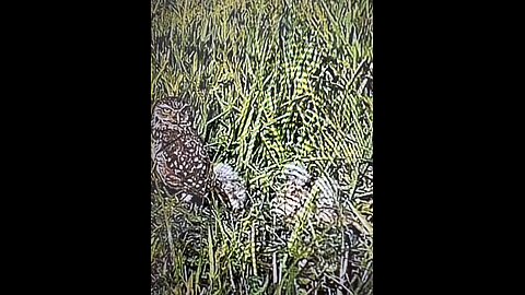Baby Burrowing Owls Day 4 Out! | 4K