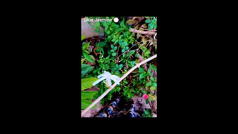 jasmine video