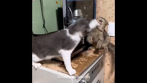 Methy Animals