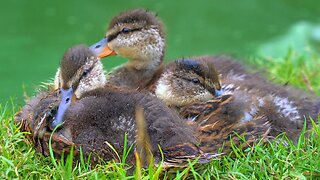 The 3 Mallard Duck Ducklings Sleep Pile